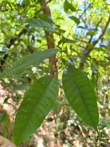 Brosimum alicastrum - Whole tree