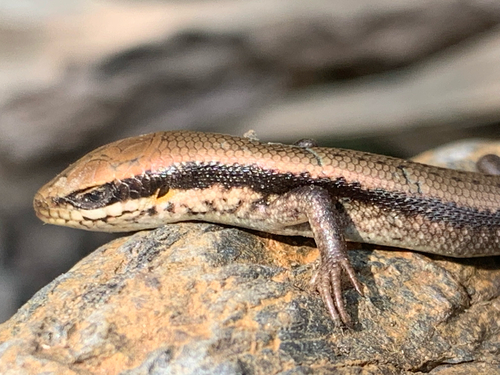Speckle-lipped Mabuya