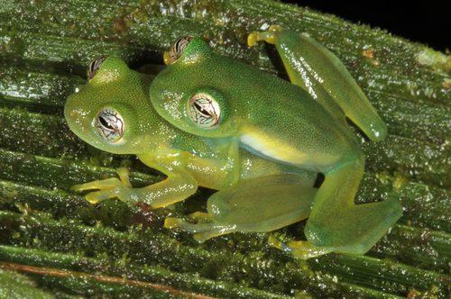 Teratohyla spinosa