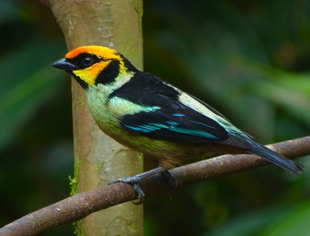Flame-faced Tanager (Tangara parzudakii)