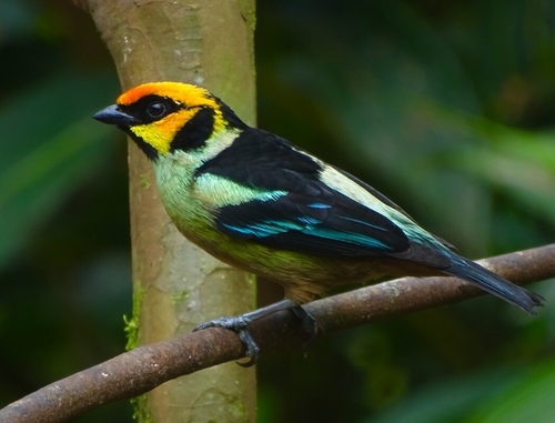Flame-faced Tanager