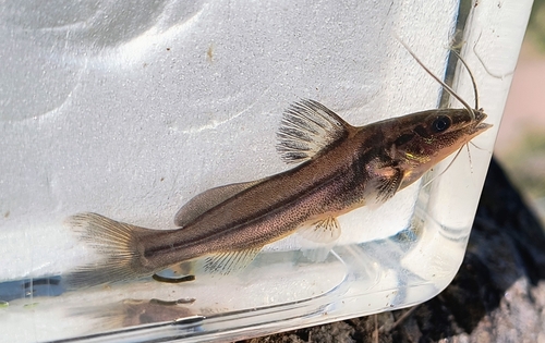 Pimelodella australis