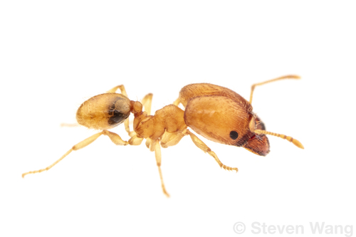 Pheidole aureaPheidole aurea
