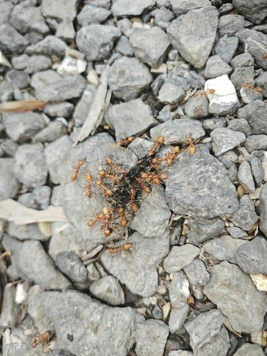 Asian Weaver Ant
