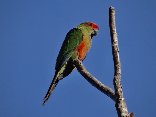 Golden-capped Parakeet