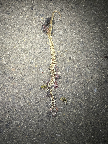 iNaturalist observation photo of North American Racer