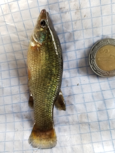 Blackfin Goodea