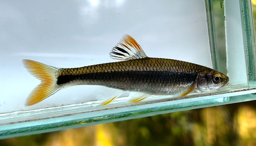 Tricolor Shiner