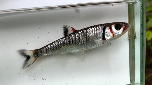 Warpaint Shiner