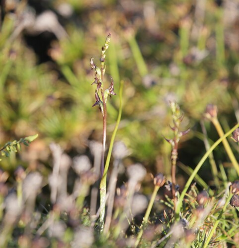 Little Laughing Leek Orchid