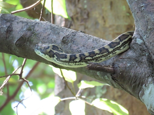 Coastal Carpet Python sighting
