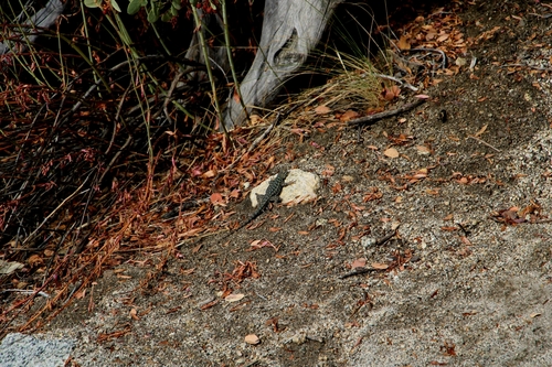 iNaturalist observation photo of Western Fence Lizard