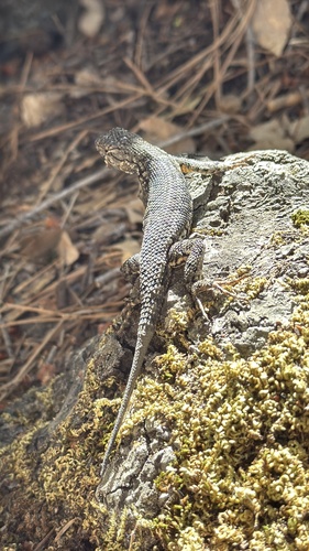 iNaturalist observation photo of Western Fence Lizard