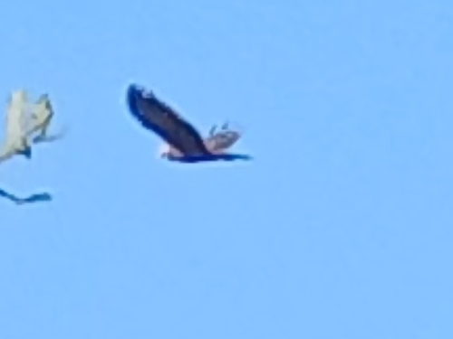 Golden Eagle