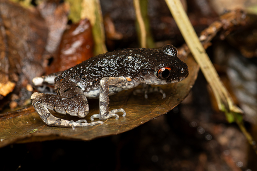 Black-and-white-bellied Litter Frog