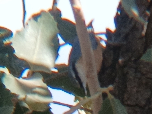 Western Rock Nuthatch