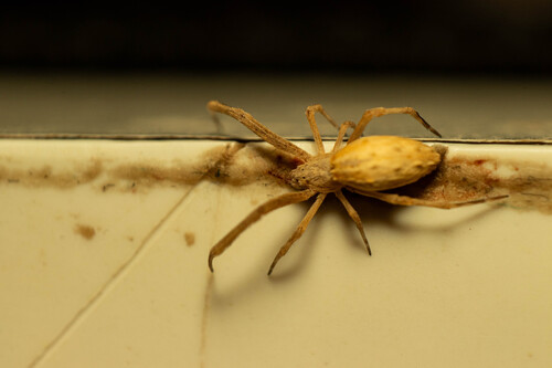 Walckenaer's Feather-legged Spider