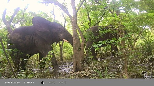 African Savanna Elephant