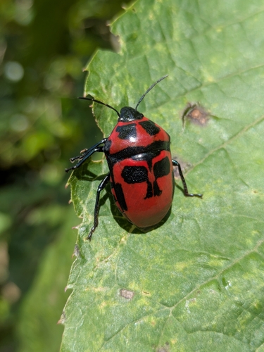 Bandit Shieldbug