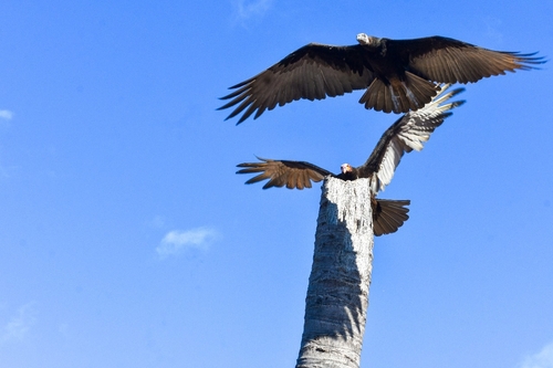 Lesser Yellow-headed Vulture