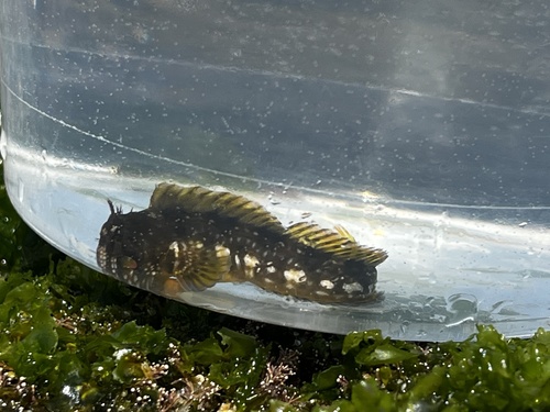 Coryphoblennius galerita