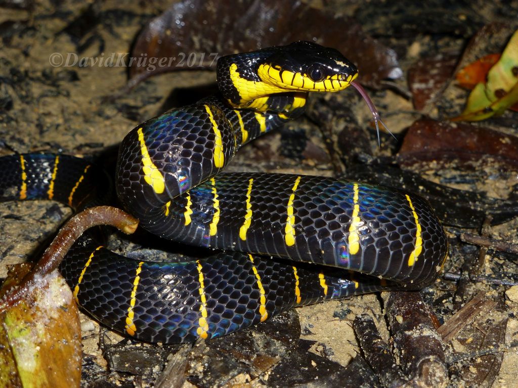 Photos of Banded Mangrove Snake (Subspecies Boiga dendrophila melanota) ·  iNaturalist