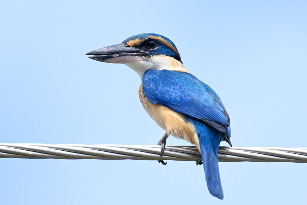 Pacific Kingfisher (Todiramphus sacer) photo