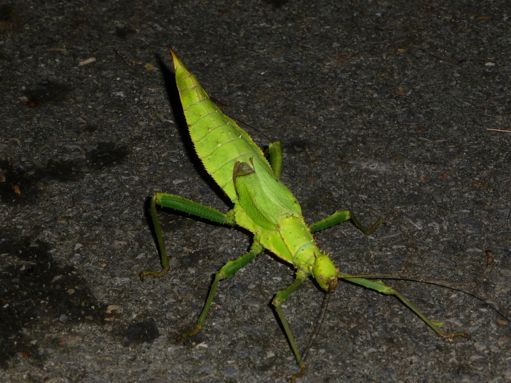 Malayan Jungle Nymph (Heteropteryx dilatata) · iNaturalist
