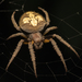 Eriophora - Photo (c) Peter Marting, all rights reserved, uploaded by Peter Marting