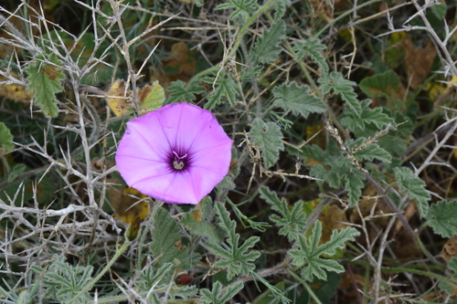 Mallow Bindweed