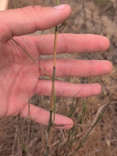 iNaturalist observation photo of grasses