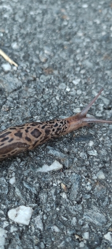 Limax maximus