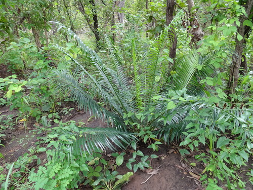 Encephalartos barteri barteri