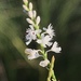 Fringed Jointweed - Photo (c) strgzzr, all rights reserved, uploaded by strgzzr