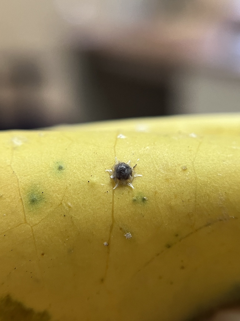 stellate scale insect from El Yunque National Forest, Luquillo, PR, US ...
