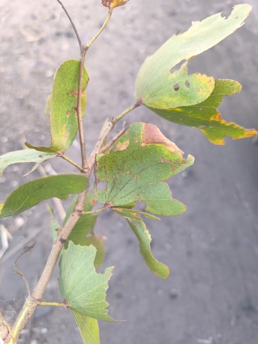 Mopane