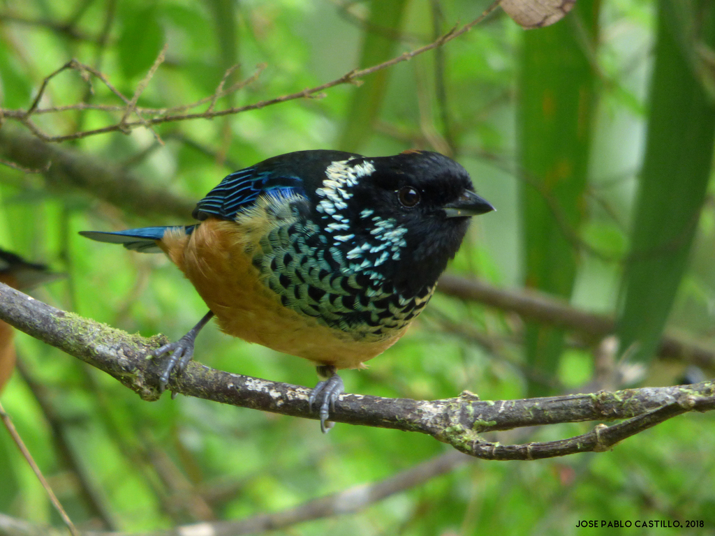Spangle-cheeked Tanager photo