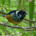 Spangle-cheeked Tanager - Photo (c) Jose Pablo Castillo, all rights reserved, uploaded by Jose Pablo Castillo