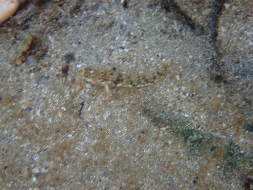 Pomatoschistus pictus