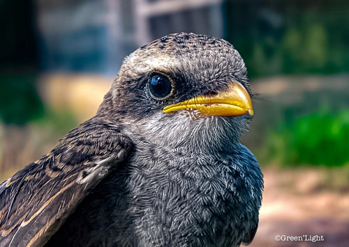 Yellow-billed Shrike