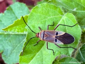 Dysdercus superstitiosus
