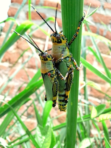 Variegated grasshopper
