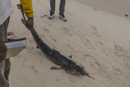 Tiger Shark