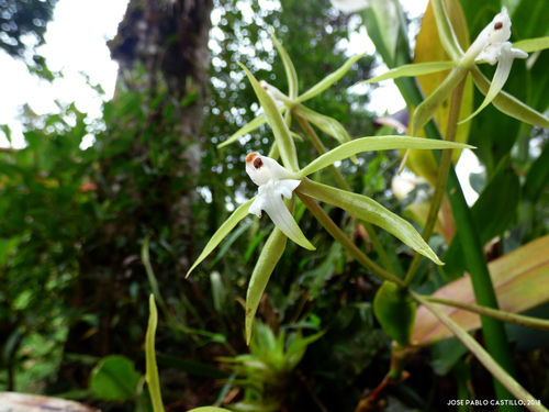 Epidendrum lacustre image