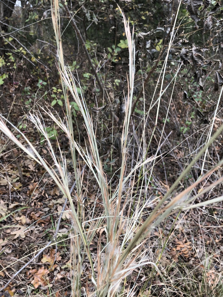broomsedge bluestem from Stillwater, OK, US on November 8, 2019 at 12