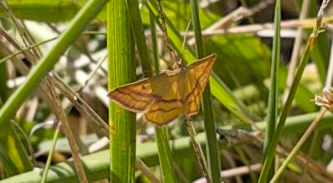 Chickweed Geometer Moth
