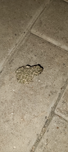 Green Toad