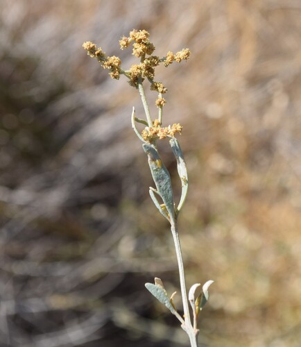 Sea-purslane