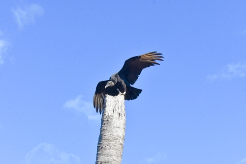 Black Vulture