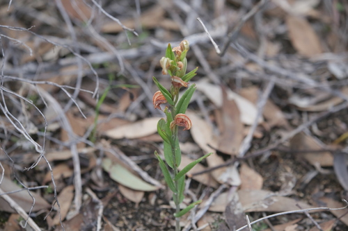 Red-banded Greenhood